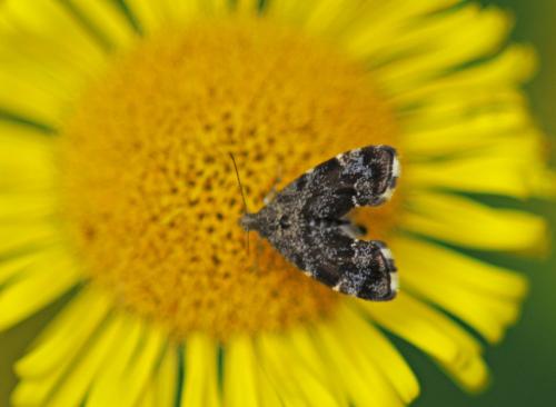 Anthophila fabriciana